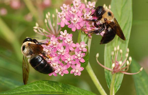 Carpenter bees and pollination